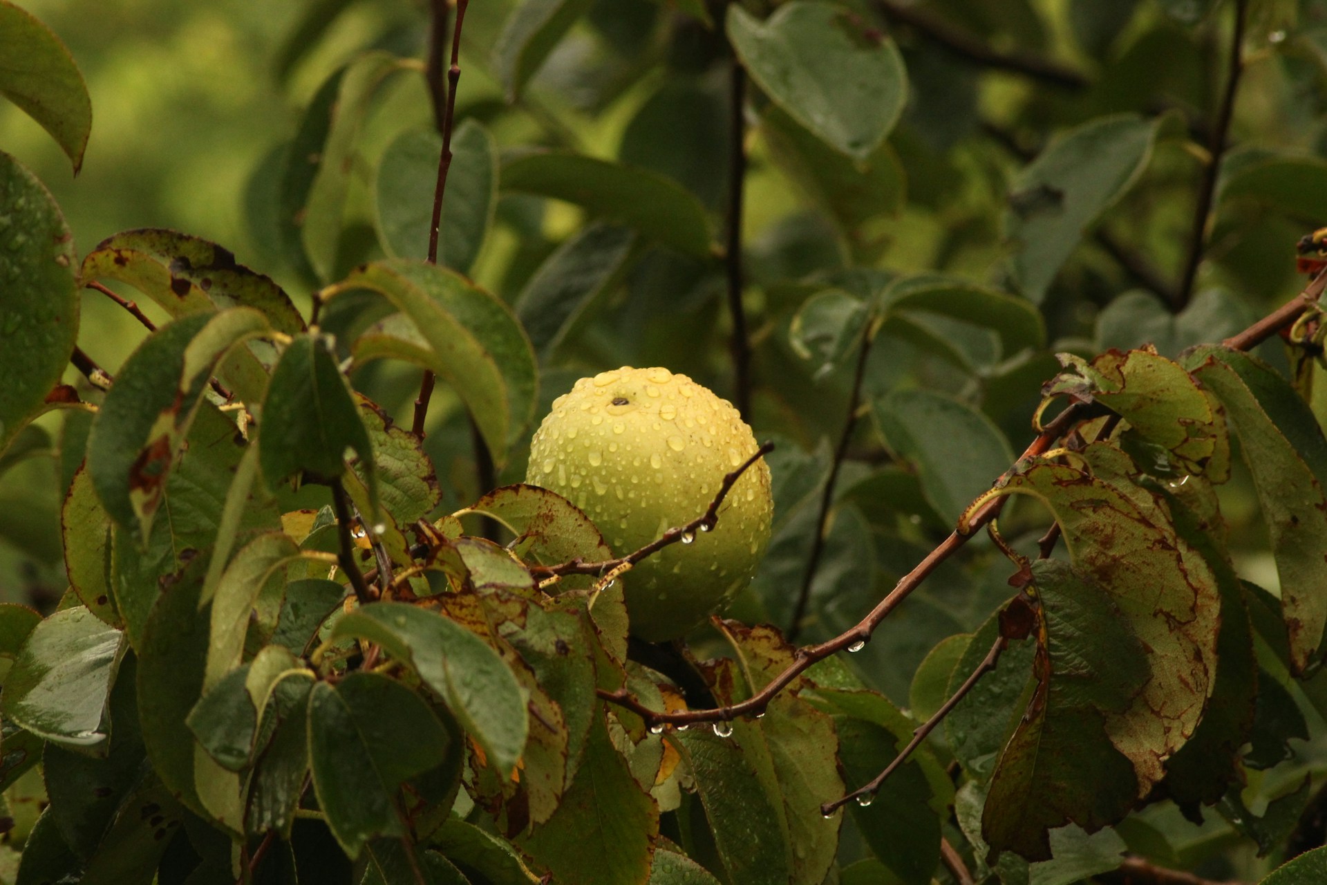 5 Farming Techniques for Climate-Resilient Produce