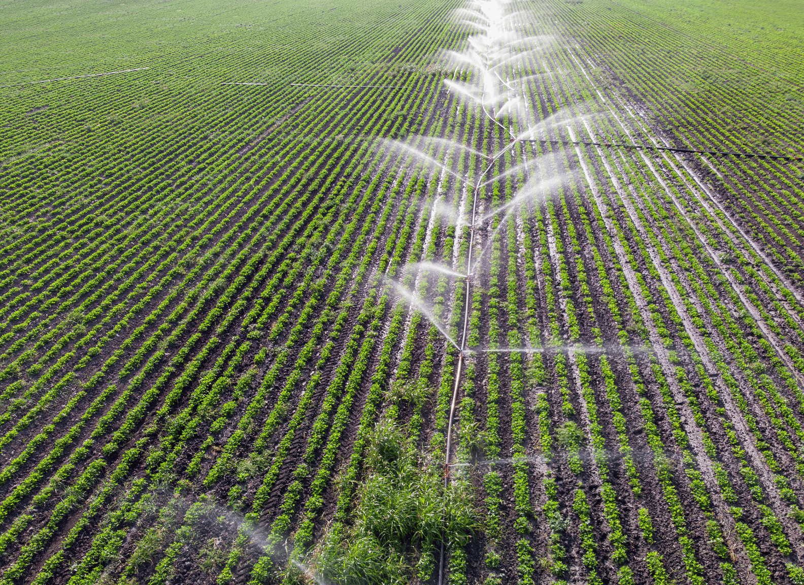 10 Water-Saving Techs for Produce Farming