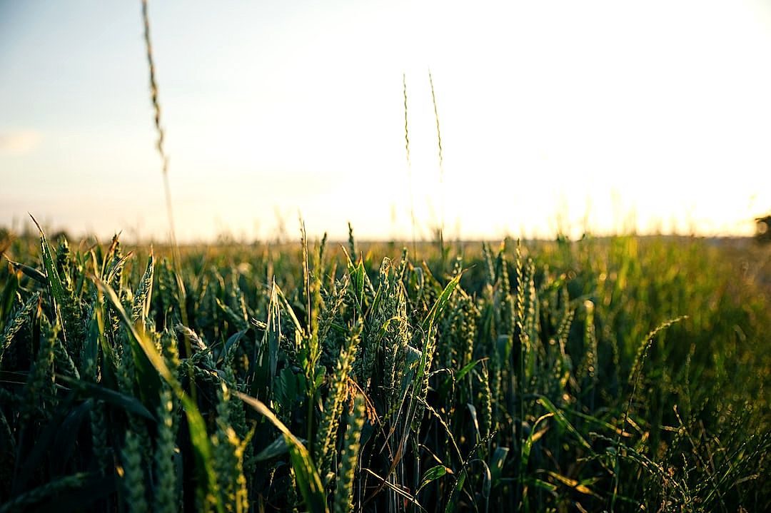 7 Biofuel Innovations Affecting Crop Production