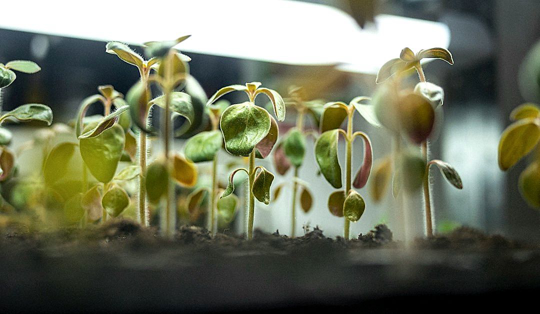 5 Programs Pioneering the Next Generation of Produce Farming